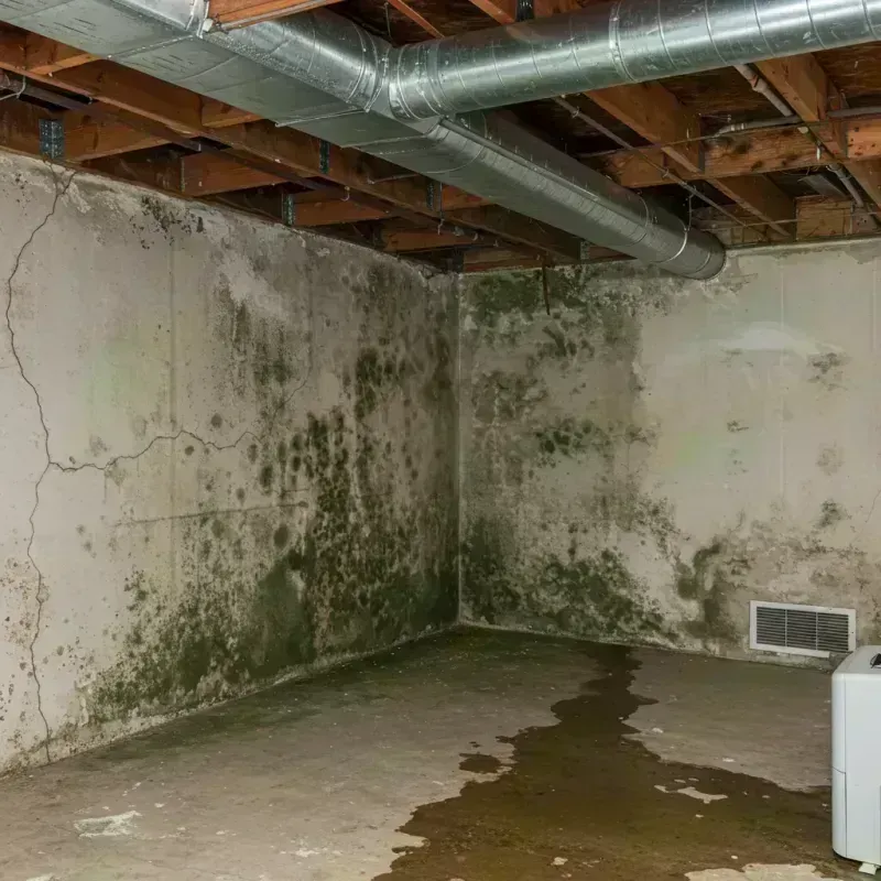 Professional Mold Removal in Occidental, CA